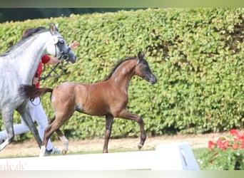 Welsh B, Jument, 2 Ans, Rouan Bleu