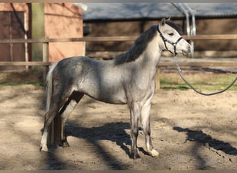 Welsh B, Jument, 3 Ans, 122 cm, Gris