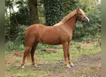 Welsh B, Jument, 3 Ans, 130 cm, Alezan