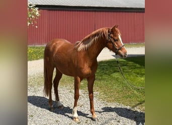 Welsh B, Jument, 3 Ans, 132 cm, Alezan