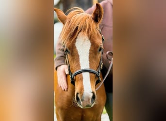 Welsh B, Jument, 3 Ans, 132 cm, Alezan