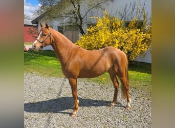 Welsh B, Jument, 3 Ans, 132 cm, Alezan