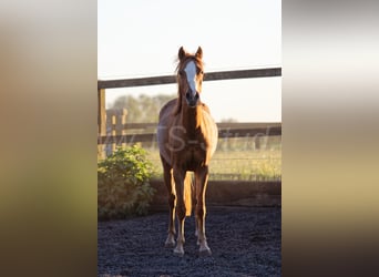 Welsh B, Jument, 3 Ans, 133 cm, Alezan