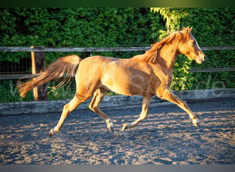 Welsh B, Jument, 3 Ans, 133 cm, Alezan