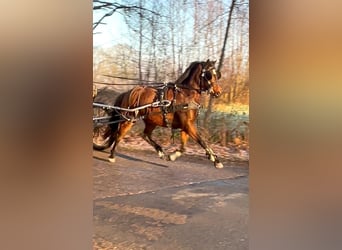 Welsh B Croisé, Jument, 3 Ans, 135 cm, Bai