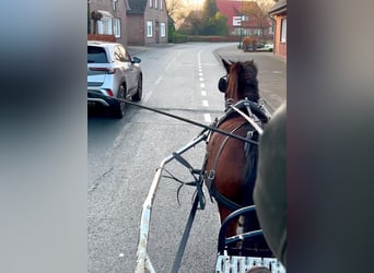 Welsh B Croisé, Jument, 3 Ans, 135 cm, Bai