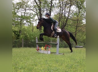 Welsh B Croisé, Jument, 3 Ans, Bai cerise