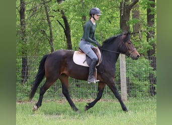 Welsh B Croisé, Jument, 3 Ans, Bai cerise