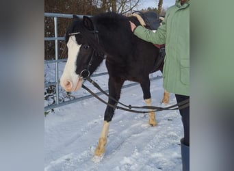 Welsh B, Jument, 4 Ans, 120 cm