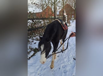 Welsh B, Jument, 4 Ans, 120 cm, Noir