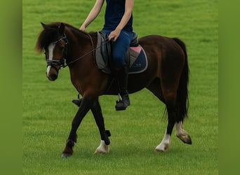 Welsh B, Jument, 4 Ans, 121 cm, Bai