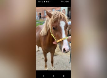 Welsh B, Jument, 4 Ans, 125 cm, Alezan