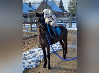 Welsh B, Jument, 4 Ans, 125 cm, Noir