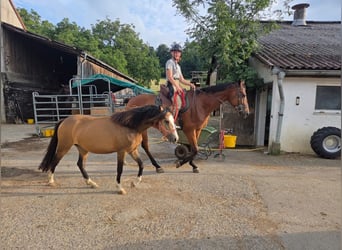 Welsh B, Jument, 4 Ans, 127 cm, Isabelle