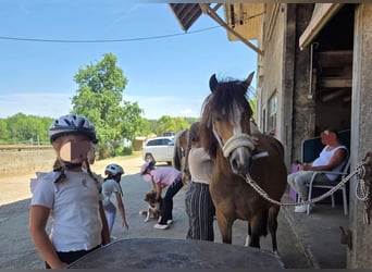 Welsh B, Jument, 4 Ans, 127 cm, Isabelle