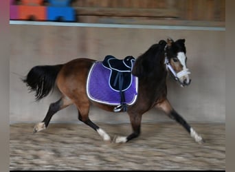 Welsh B, Jument, 4 Ans, 127 cm, Isabelle