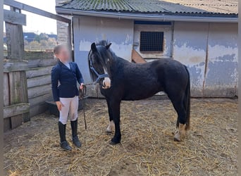 Welsh B, Jument, 4 Ans, 131 cm, Noir