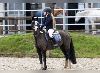 Welsh B, Jument, 4 Ans, 131 cm, Noir