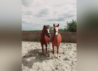 Welsh B, Jument, 4 Ans, 133 cm, Alezan