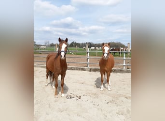 Welsh B, Jument, 4 Ans, 133 cm, Alezan