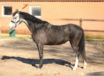 Welsh B, Jument, 4 Ans, 133 cm, Gris