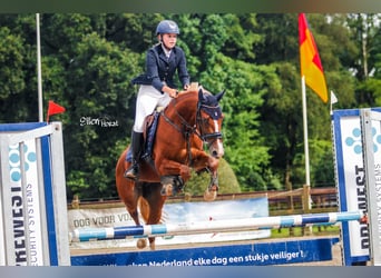 Welsh B, Jument, 4 Ans, 145 cm, Alezan