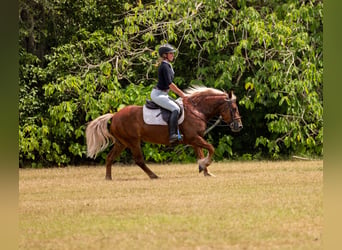 Welsh B Croisé, Jument, 4 Ans, Alezan brûlé