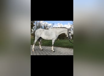 Welsh B Croisé, Jument, 5 Ans, 125 cm, Gris