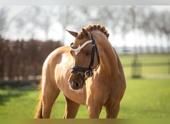 Welsh B, Jument, 5 Ans, 126 cm, Alezan