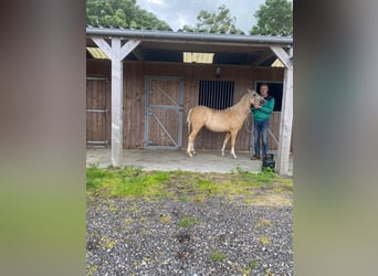 Welsh B, Jument, 5 Ans, 127 cm, Palomino