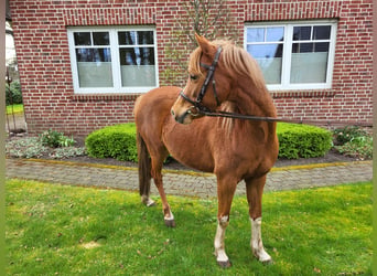 Welsh B, Jument, 5 Ans, 134 cm, Alezan