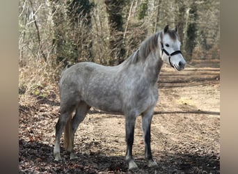 Welsh B, Jument, 5 Ans, 134 cm, Gris