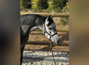 Welsh B, Jument, 5 Ans, 135 cm, Gris