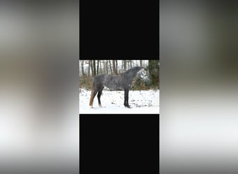 Welsh B, Jument, 5 Ans, 135 cm, Gris