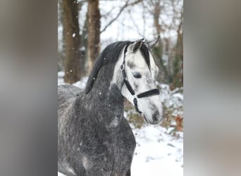 Welsh B, Jument, 5 Ans, 135 cm, Gris