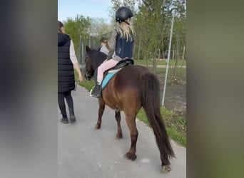 Welsh B Croisé, Jument, 6 Ans, 124 cm, Alezan brûlé