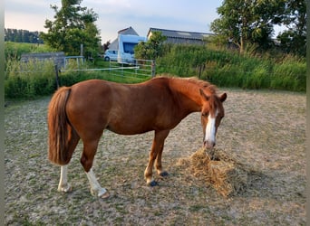 Welsh B, Jument, 6 Ans, 127 cm, Alezan