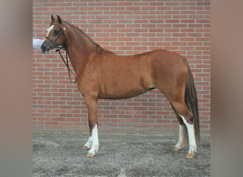 Welsh B, Jument, 6 Ans, 134 cm, Alezan