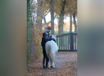 Welsh B, Jument, 6 Ans