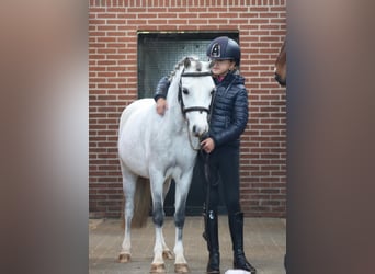 Welsh B, Jument, 6 Ans