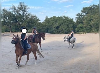 Welsh B, Jument, 7 Ans, 126 cm, Alezan