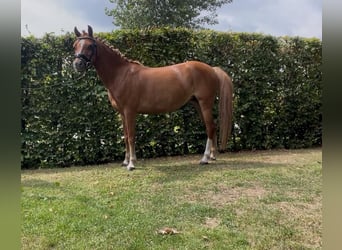 Welsh B, Jument, 7 Ans, 126 cm, Alezan