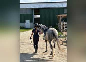 Welsh B, Jument, 7 Ans, 132 cm, Gris