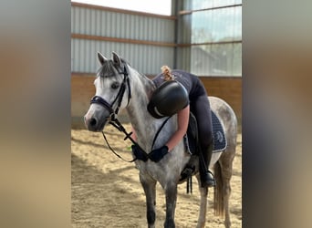 Welsh B, Jument, 7 Ans, 132 cm, Gris