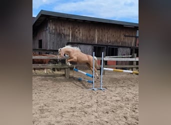 Welsh B, Jument, 7 Ans, Palomino