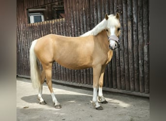Welsh B, Jument, 7 Ans, Palomino