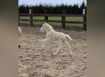 Welsh B, Jument, 7 Ans, Palomino