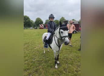 Welsh B, Jument, 8 Ans, 121 cm, Gris pommelé