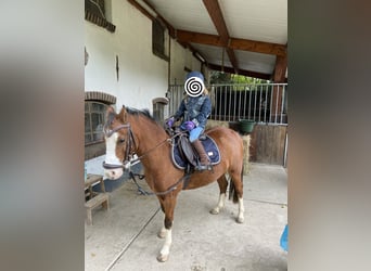 Welsh B, Jument, 8 Ans, 122 cm, Alezan brûlé