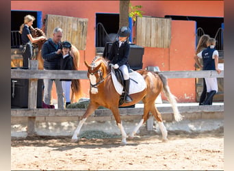 Welsh B, Jument, 8 Ans, 134 cm, Alezan